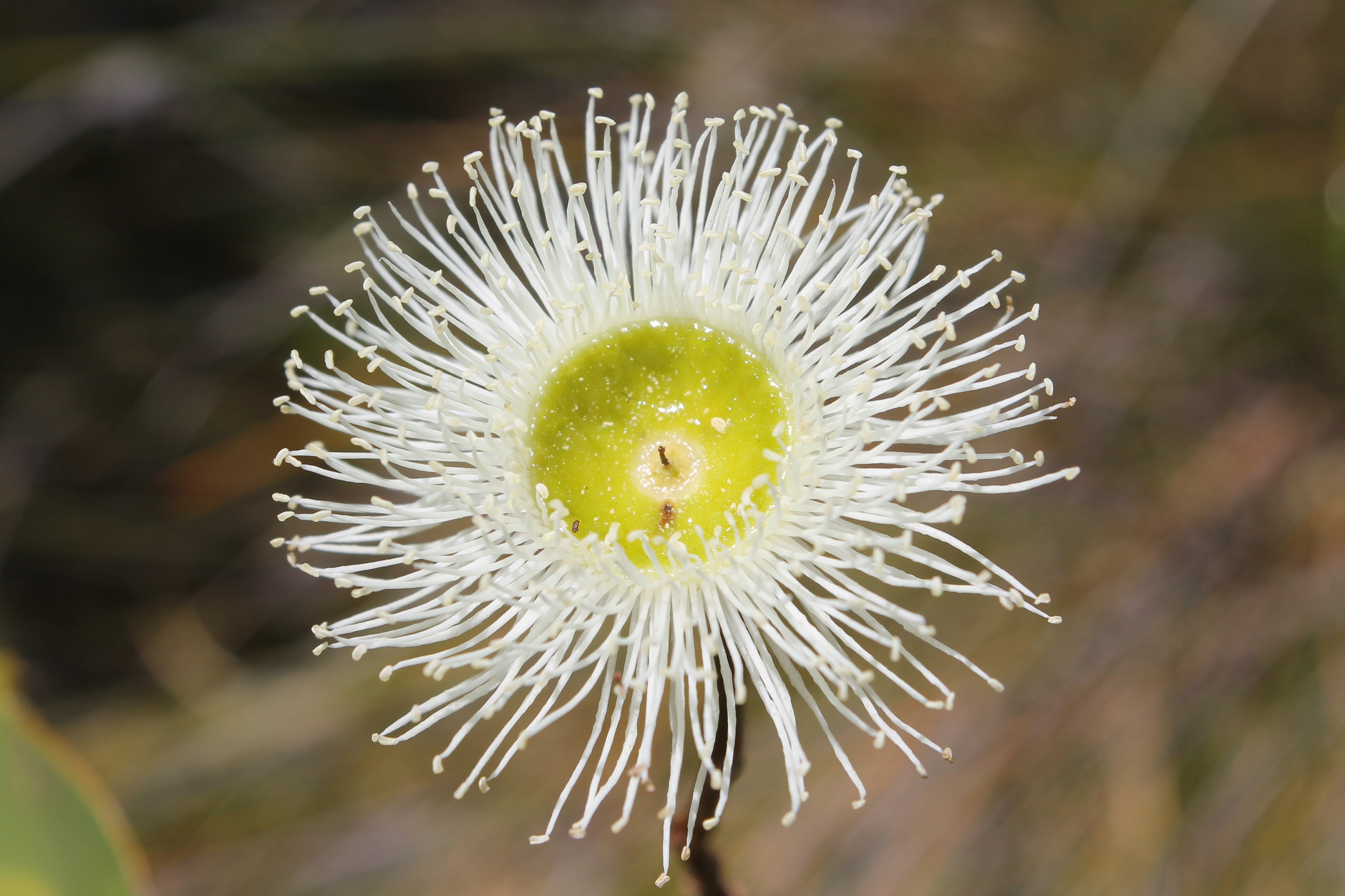 Marri/Redgum Honey
