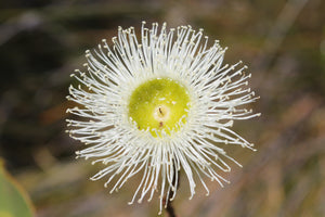 Marri/Redgum Honey